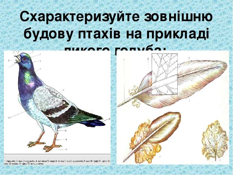 Схарактеризуйте зовнішню будову птахів на прикладі дикого голуба: