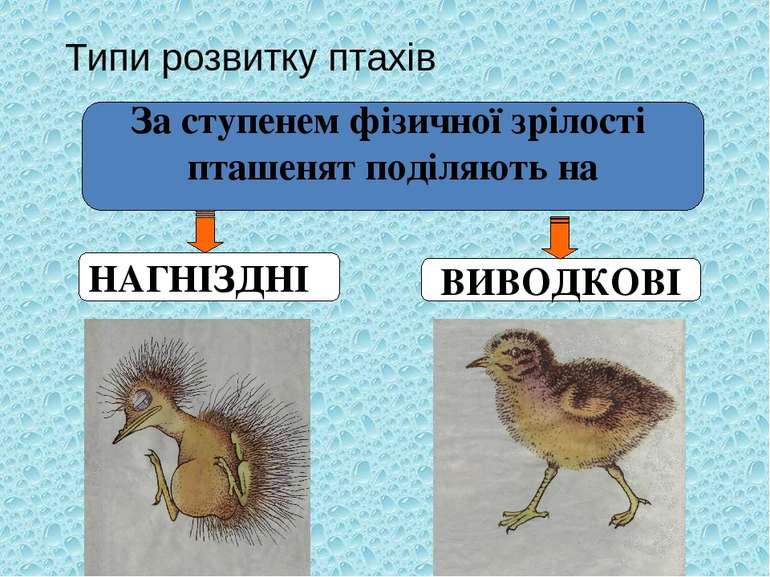 Типи розвитку птахів За ступенем фізичної зрілості пташенят поділяють на НАГН...