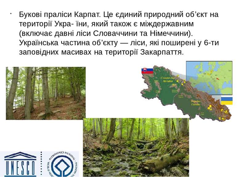 Букові праліси Карпат. Це єдиний природний об’єкт на території Укра- їни, яки...