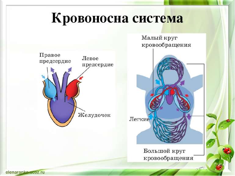 Кровоносна система