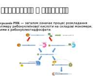 Деградація у біології Деградація РНК — загалом означає процес розкладання пол...