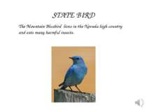 The Mountain Bluebird lives in the Nevada high country and eats many harmful ...