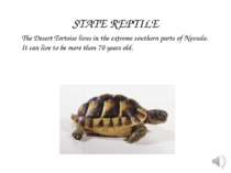 The Desert Tortoise lives in the extreme southern parts of Nevada. It can liv...