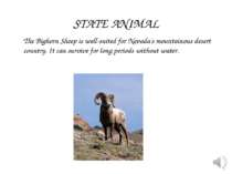 The Bighorn Sheep is well-suited for Nevada's mountainous desert country. It ...