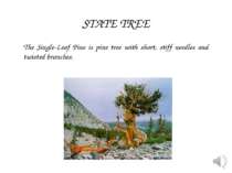The Single-Leaf Pine is pine tree with short, stiff needles and twisted branc...