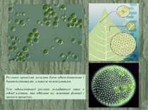 Рослинні організми можуть бути одноклітинними і багатоклітинними, а також кол...