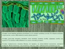 Основна асиміляційна тканина розміщена в усіх зелених частинах рослин. Її клі...