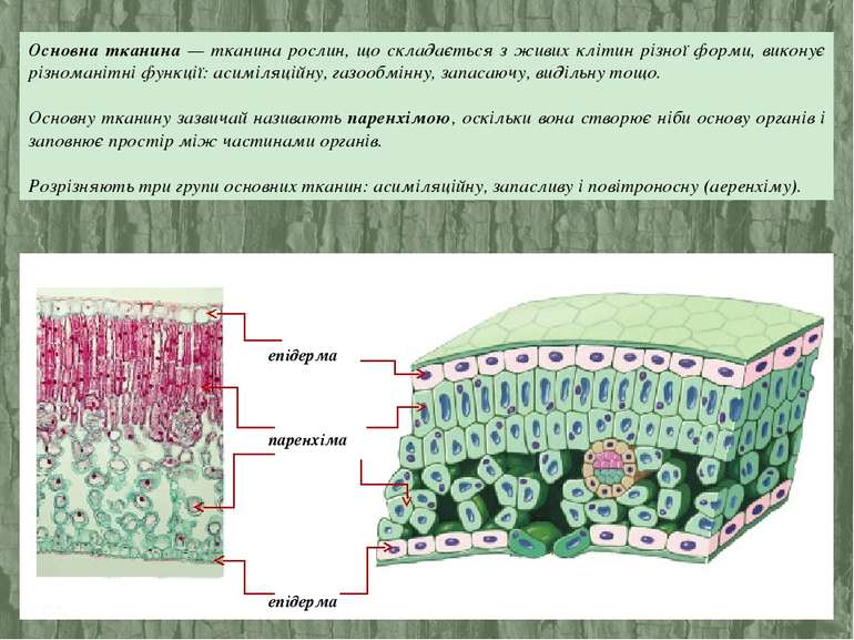 Основна тканина — тканина рослин, що складається з живих клітин різної форми,...