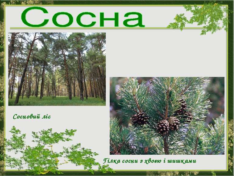 Сосновий ліс Гілка сосни з хвоєю і шишками