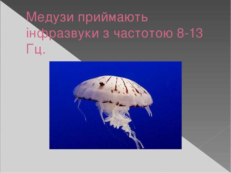 Медузи приймають інфразвуки з частотою 8-13 Гц.