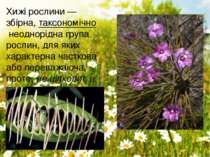 Хижі рослини — збірна, таксономічно неоднорідна група рослин, для яких характ...