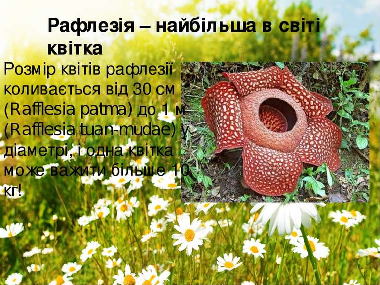 Розмір квітів рафлезії коливається від 30 см (Rafflesia patma) до 1 м (Raffle...