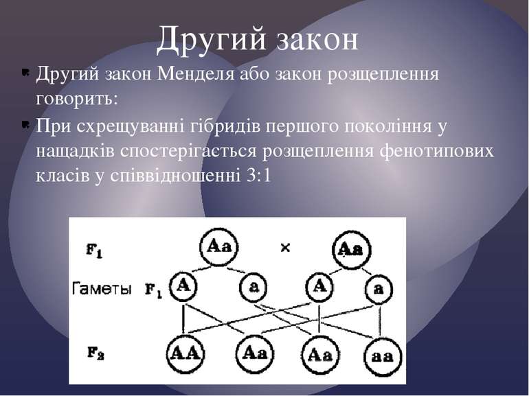 Другий закон Менделя або закон розщеплення говорить: При схрещуванні гібридів...