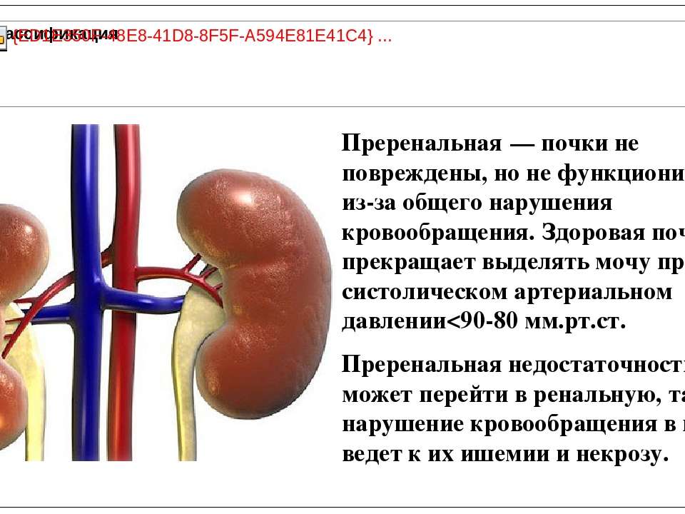 Сколько примерно стоит здоровая почка человека