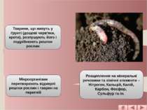 Тварини та мікроорганізми Тварини, що живуть у ґрунті (дощові черв'яки, кроти...