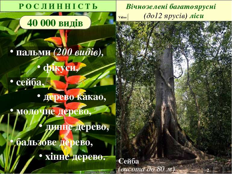 Р О С Л И Н Н І С Т Ь 40 000 видів дерево какао, динне дерево, бальзове дерев...