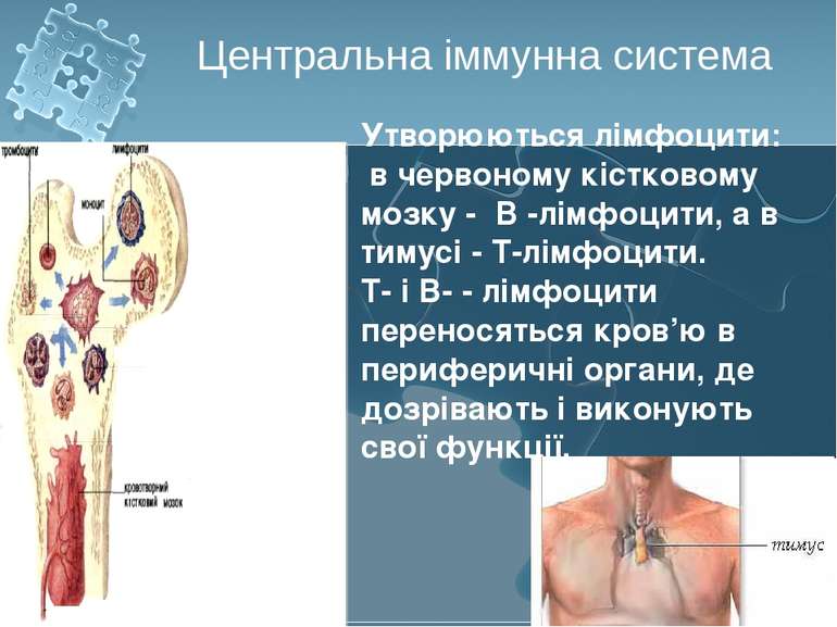 Утворюються лімфоцити: в червоному кістковому мозку - В -лімфоцити, а в тимус...