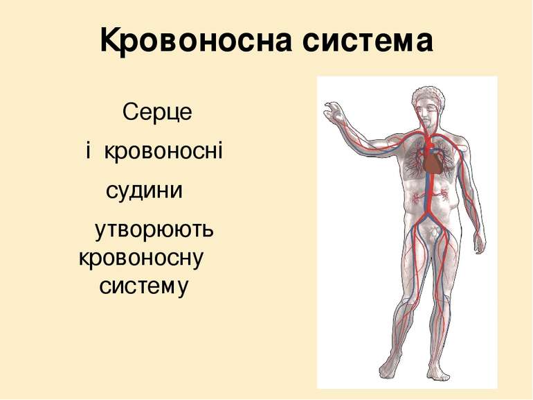 Кровоносна система Серце і кровоносні судини утворюють кровоносну систему