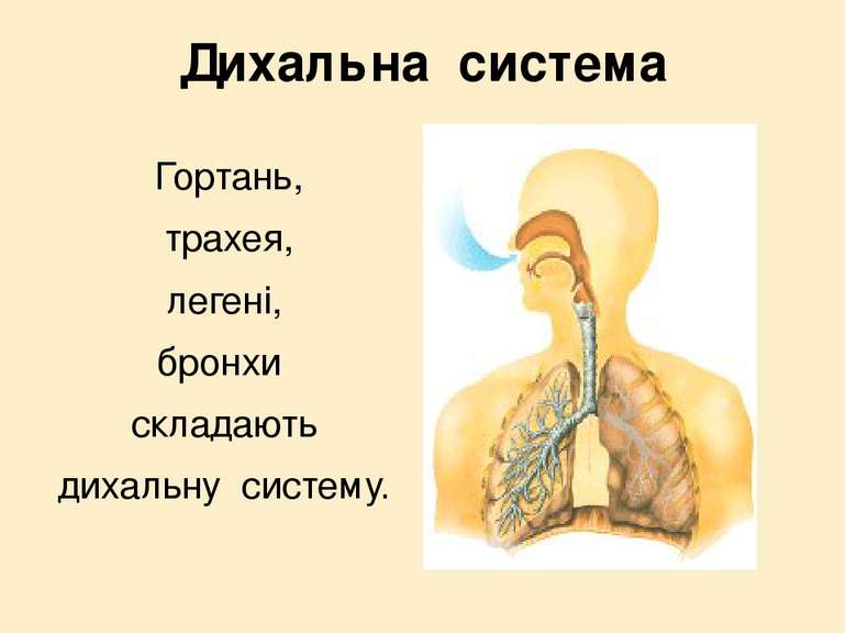 Дихальна система Гортань, трахея, легені, бронхи складають дихальну систему.