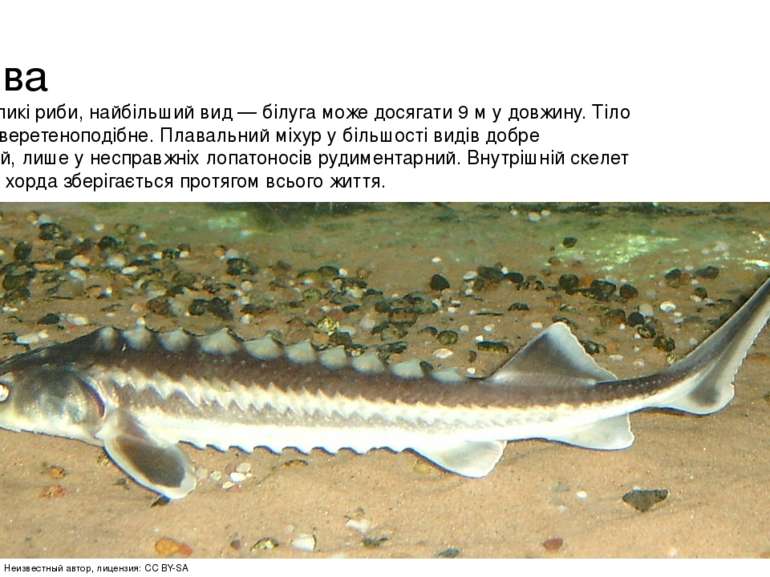 Будова Досить великі риби, найбільший вид — білуга може досягати 9 м у довжин...