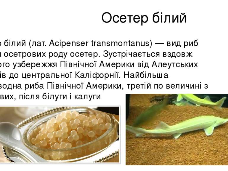 Осетер білий Осетер білий (лат. Acipenser transmontanus) — вид риб родини осе...