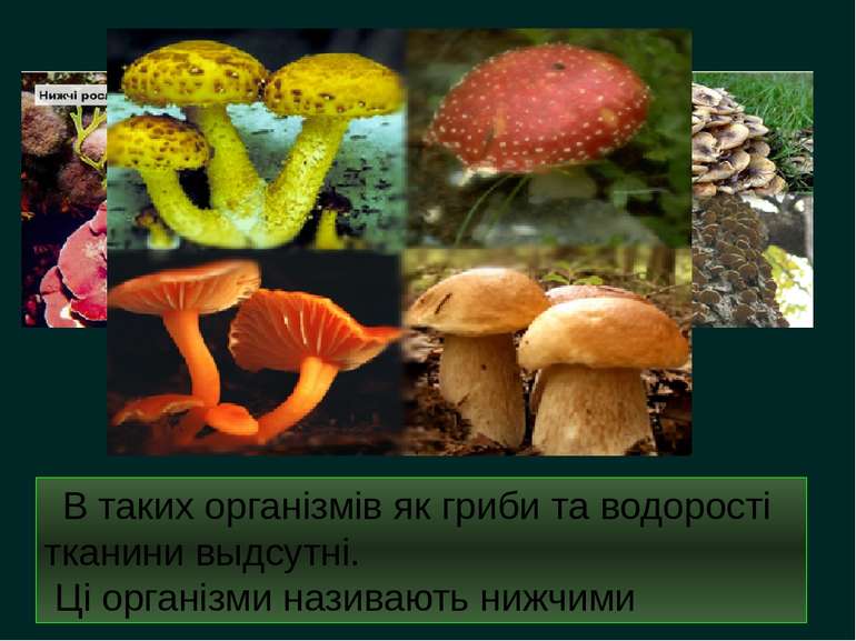 В таких організмів як гриби та водорості тканини выдсутні. Ці організми назив...