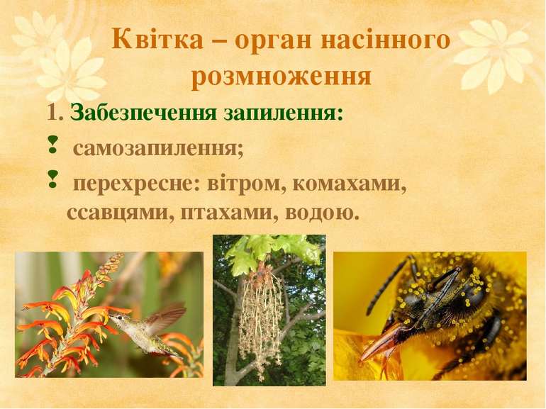 Квітка – орган насінного розмноження 1. Забезпечення запилення: самозапилення...