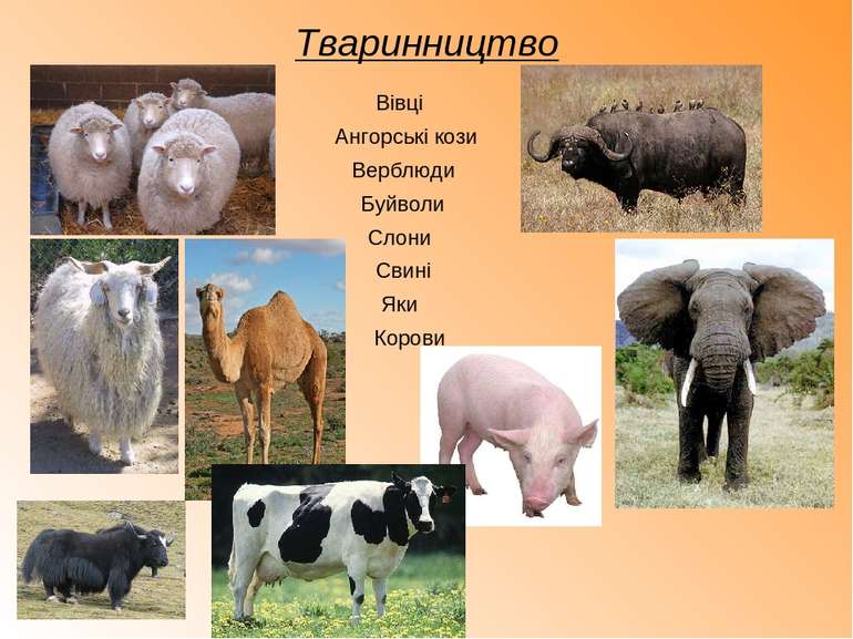 Тваринництво Корови Ангорські кози Вівці Верблюди Буйволи Слони Свині Яки