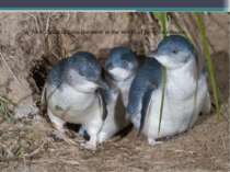 In New Zealand lives the most in the world of penguin species.