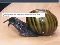 Powelliphanta is a huge snail inhabiting only New Zealand