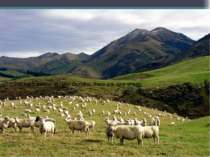 For each person in New Zealand, there are nine sheep.