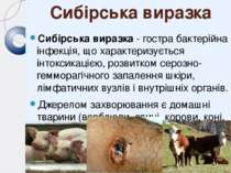 Сибірська виразка Сибірська виразка - гостра бактерійна інфекція, що характер...