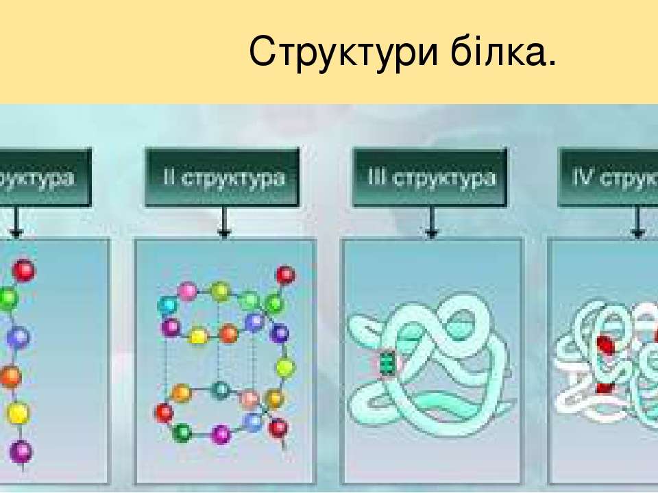 Состав белков биология