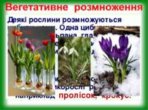 Деякі рослини розмножуються цибули-нами. Одна цибулина часнику, тюльпана, гла...