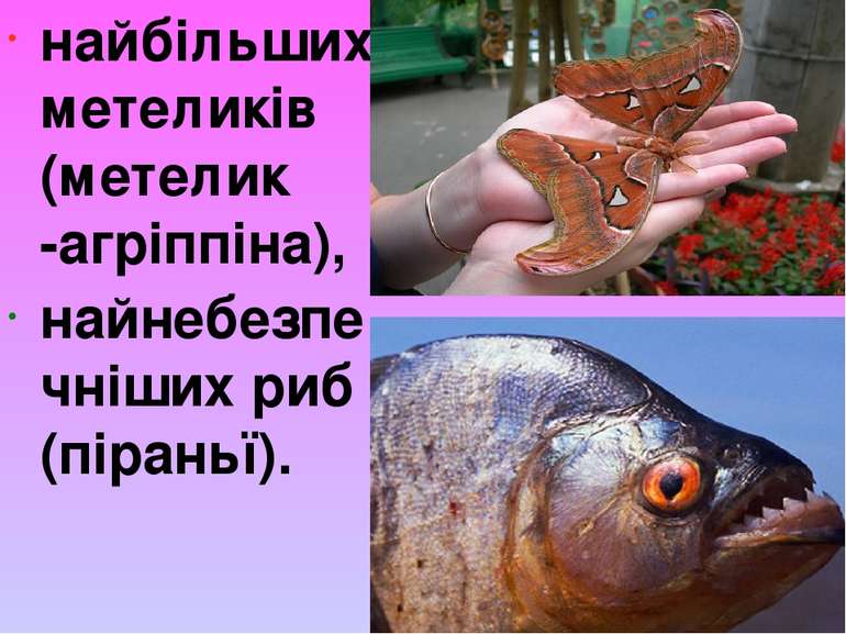 найбільших метеликів (метелик -агріппіна), найнебезпечніших риб (піраньї).