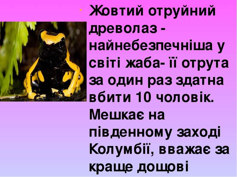 Жовтий отруйний древолаз - найнебезпечніша у світі жаба- її отрута за один ра...