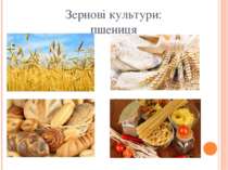 Зернові культури: пшениця