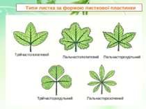 Типи листка за формою листкової пластинки Трійчастолопатевий Пальчастолопатев...