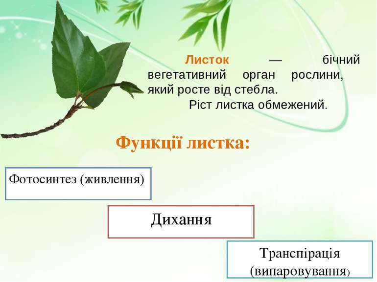 Листок — бічний вегетативний орган рослини, який росте від стебла. Ріст листк...