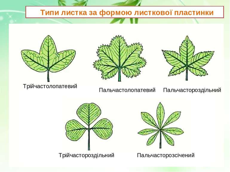 Типи листка за формою листкової пластинки Трійчастолопатевий Пальчастолопатев...