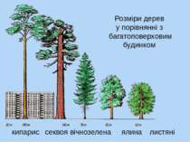 Розміри дерев у порівнянні з багатоповерховим будинком секвоя вічнозелена кип...