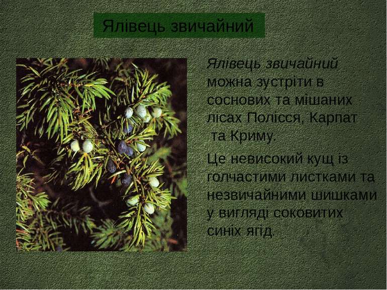 Ялівець звичайний можна зустріти в соснових та мішаних лісах Полісся, Карпат ...