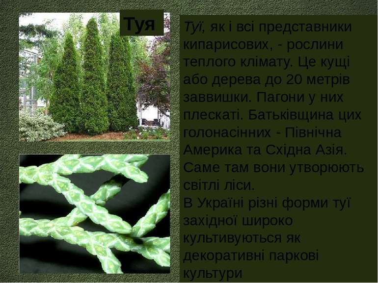 Туї, як і всі представники кипарисових, - рослини теплого клімату. Це кущі аб...