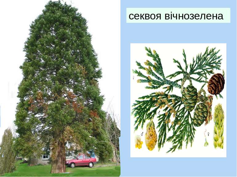 секвоя вічнозелена Найтовстіше в світі дерево: зазвичай стовбур має діаметр 6...