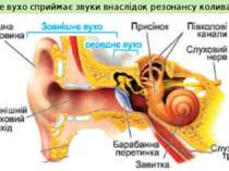 Людське вухо сприймає звуки внаслідок резонансу коливань у вушній раковині. 
