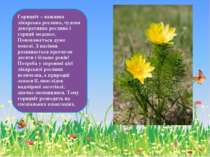 Горицвіт – важлива лікарська рослина, чудова декоративна рослина і гарний мед...
