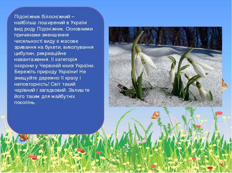 Підсніжник білосніжний – найбільш поширений в Україні вид роду Підсніжник. Ос...