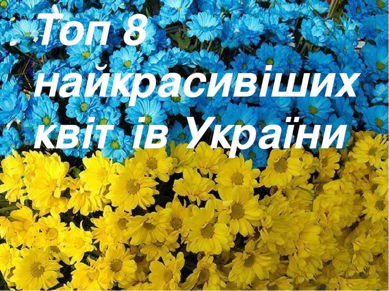 Топ 8 найкрасивіших квітів України