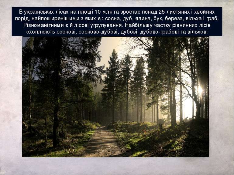В українських лісах на площі 10 млн га зростає понад 25 листяних і хвойних по...