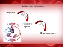 Велике коло кровообігу Шлуночок Тканини та органи Праве передсердя Артеріальн...